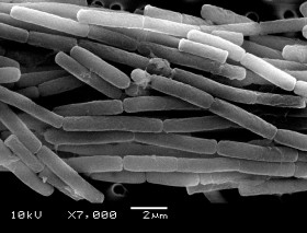 Biologinių ginklų keliamas pavojus, ypač turint omeny šiandienines bioterorizmo grėsmes, yra labai didelis: vieną sykį paleisti šie ginklai gali įgyti savarankišką, dažnai net juos panaudojusiems neprognozuojamą egzistencijos formą.